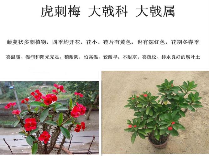 您好,请问您在植物学中,“被毛”中的“被”字的读音是什么?_百度...