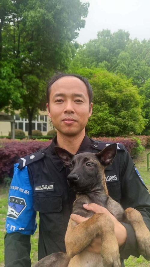 警犬也是各司其职吗?它们都负责哪些工作内容?