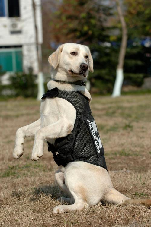 特种警犬跟踪犬